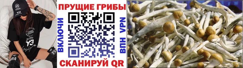 Галлюциногенные грибы мицелий Новомичуринск